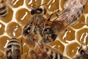 Putzverhalten der westlichen Honigbiene